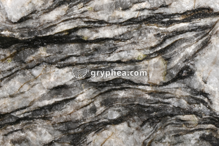 Gneiss - détail - gryphea.com